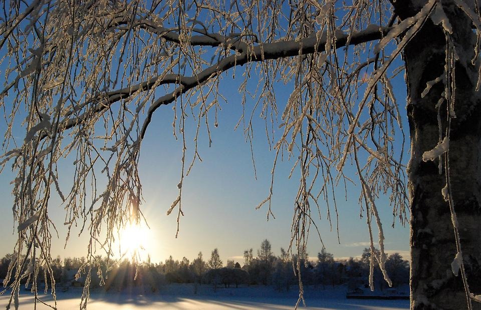 Frostiga björkgrenar