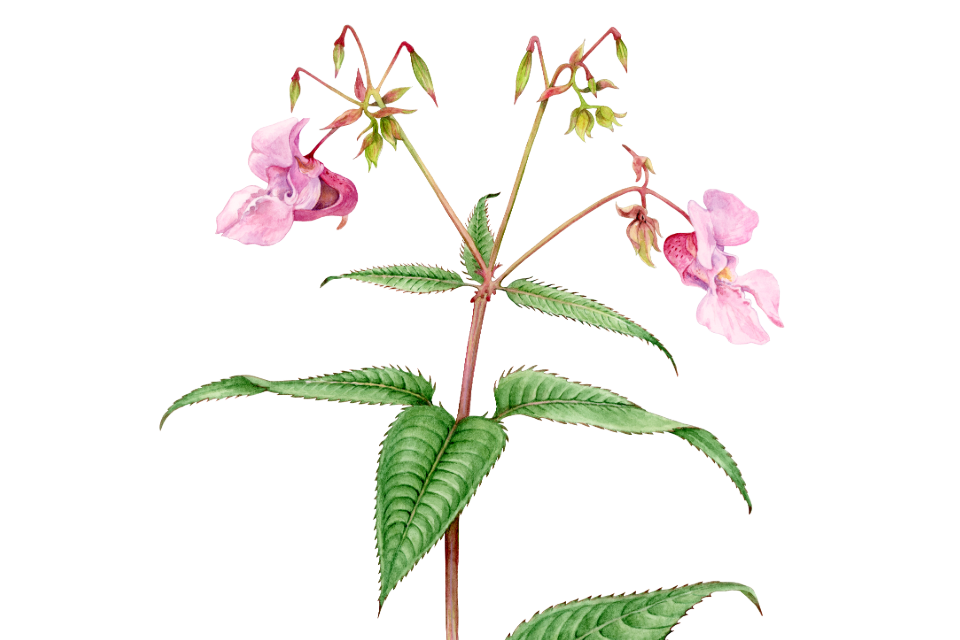 Illustration av växten jättebalsamin
