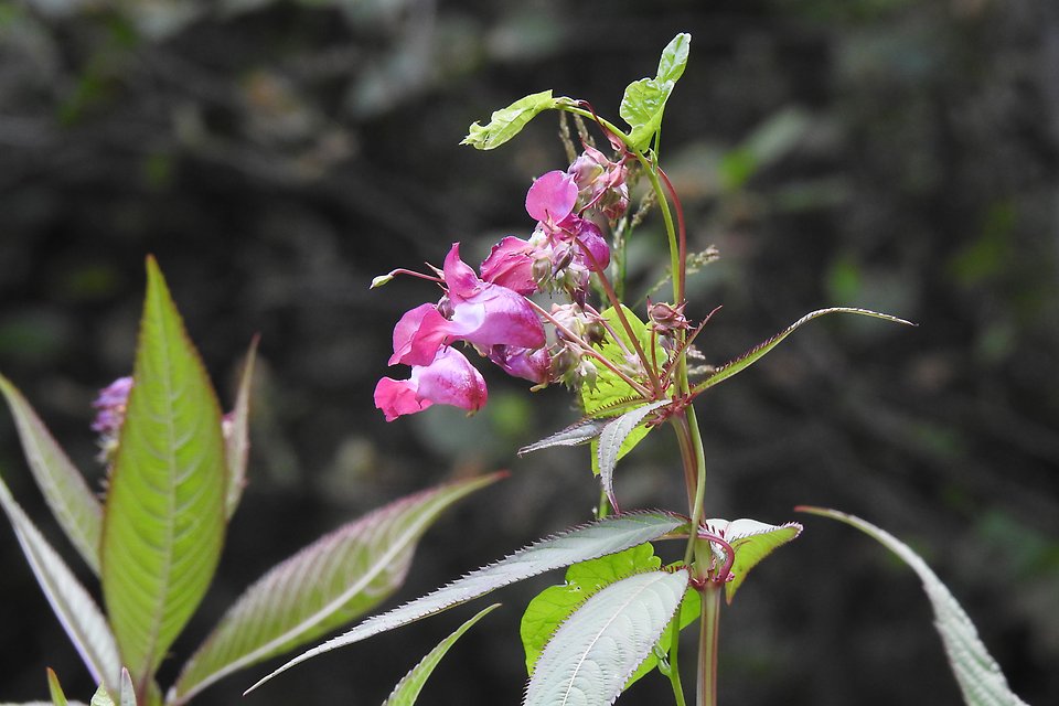 Blommande jättebalsamin