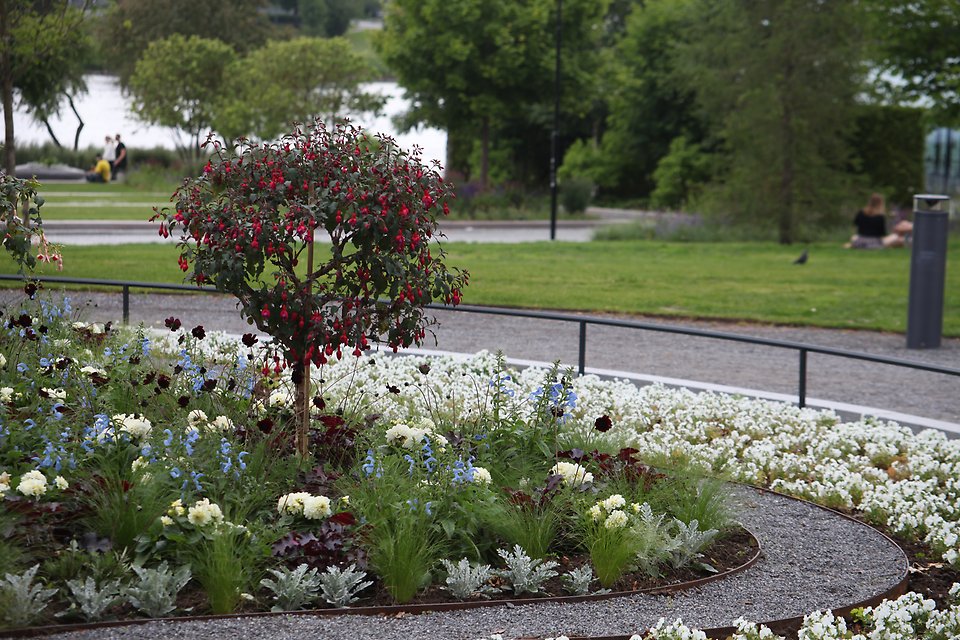 Blomplantering i Rådhusparken
